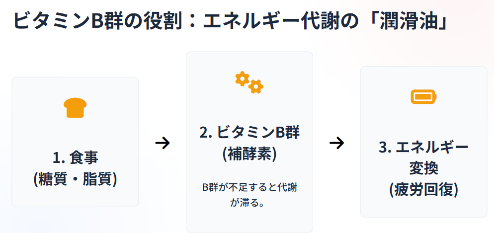 栄養ドリンクとエナジードリンクの違い ビタミンB群の役割=エネルギー代謝の「潤滑油」